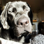 Profile photo of Mark Pavia A.Pavia & Sons